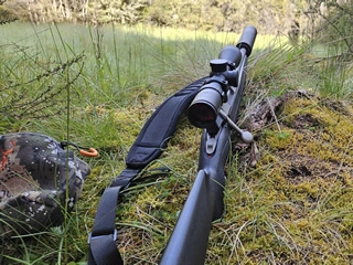 Kaimanawa forest, 2025